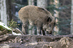 standing Wild Boar
