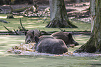 Wild Boars in the water