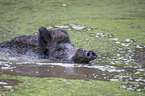 Wild Boar in the water