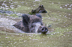 Wild Boar in the water