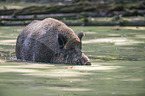Wild Boar in the water