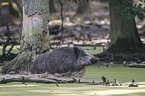Wild Boar in the water