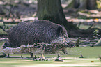 Wild Boar in the water