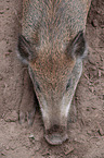wild boar