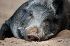 wild boar