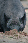 wild boar