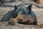 wild boar