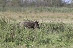 wild boar