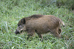 wild boar