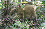 young wild boar
