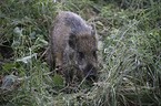young wild boar