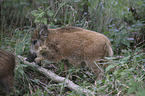 young wild boar