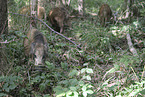 wild boars