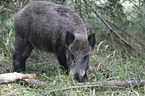 wild boar