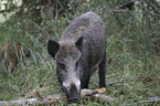 wild boar