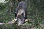 wild boar