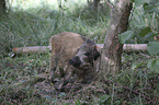young wild boar