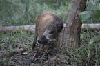 young wild boar