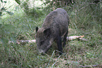 wild boar