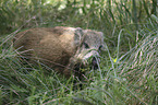 young wild boar