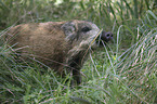 young wild boar