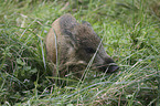 young wild boar