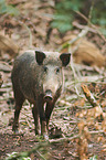 wildboar