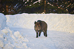 wild boar