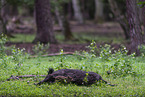 wildboars