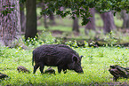 wildboars