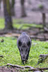 wildboar