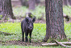 wildboar