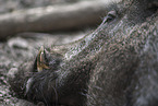 wildboar