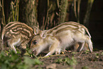 piglets