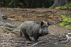 wildboar