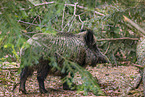 wildboar