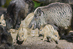 wildboars