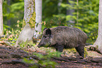 wildboar