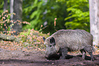 wildboar