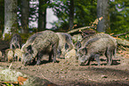 wildboars