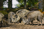 wildboars