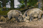 wildboars