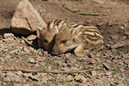 2 piglets