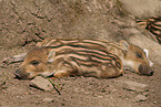 2 piglets