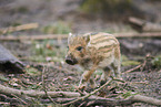 wildboar shoat