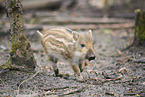 wildboar shoat