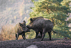 wild hogs