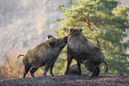 wild hogs