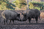 wild hogs