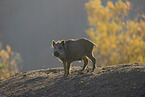 wild hog